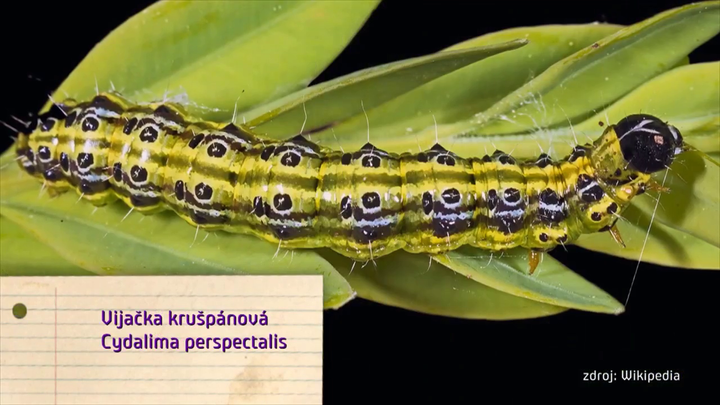 Nova zahrada - vijacka kruspanova